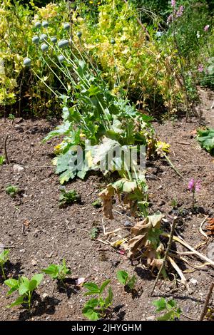 Mohnpflanze mit verbrannten knusprigen Hitzeschäden an braunen Blättern, die im trockenen Bodengarten wachsen Juli 2022 Heatwave Wales Großbritannien KATHY DEWITT Stockfoto