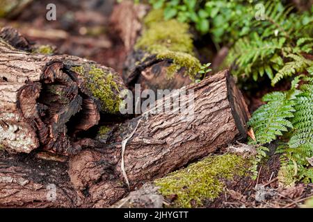 Mein Garten. Ein alter, moosiger Baumstumpf im Wald, der einen biologischen Lebenszyklus zeigt. Nahaufnahme eines Baumes, der nach der Erosion zur Entwaldung abgeholzt wird Stockfoto