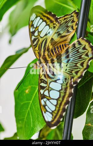 Brown Clipper Schmetterling auf Stange und grünen Blättern thront Stockfoto