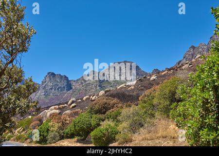 Twelve Apostles am Tafelberg in Kapstadt vor blauem Himmel mit Kopierraum. Schöne Aussicht auf Pflanzen und Sträucher, die um ein wachsen Stockfoto