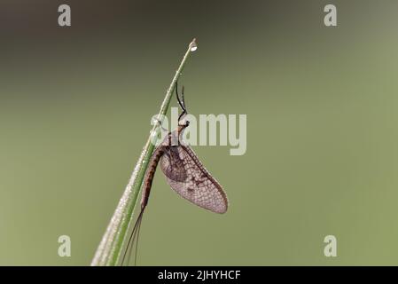 Ein Makro einer Mayfly auf einem Blatt mit Wassertröpfchen Stockfoto