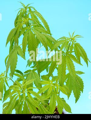 Blumentopf Heilpflanze mit Cannabis Marihuana Stockfoto