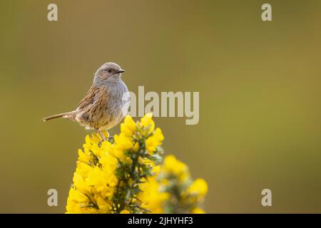 Dunnock liegt auf der wunderschönen gelben Gorse im Nordwesten Schottlands. Stockfoto