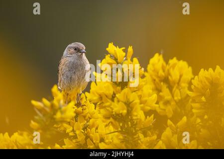 Dunnock liegt auf der wunderschönen gelben Gorse im Nordwesten Schottlands. Stockfoto