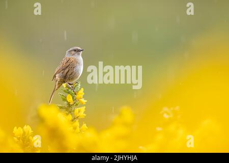 Dunnock liegt auf der wunderschönen gelben Gorse im Nordwesten Schottlands. Stockfoto