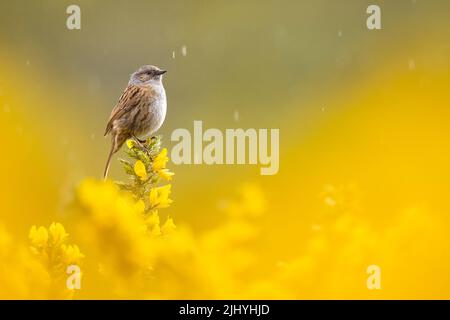 Dunnock liegt auf der wunderschönen gelben Gorse im Nordwesten Schottlands. Stockfoto