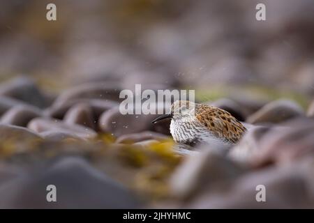 Dunlin sitzt in den Felsen im Regen in Applecross, Schottland. Stockfoto