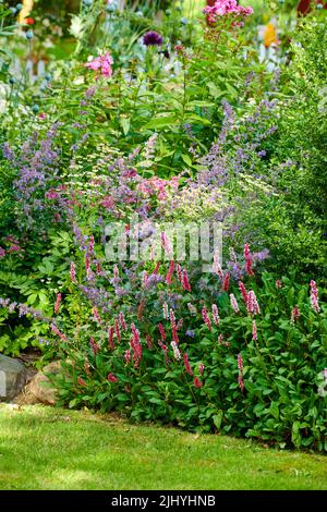 Farbenfroher Garten mit verschiedenen Pflanzen und Blumen in der Sonne. Leuchtend violette Minze oder nepeta, die in einem Park neben dem Daumen oder dem Rotschenkel von Ladys wächst Stockfoto