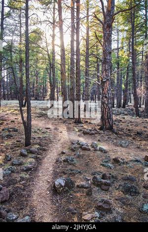 Auf dem Wanderweg durch den ruhigen Pinienwald verschmelzen zwei Wege Stockfoto