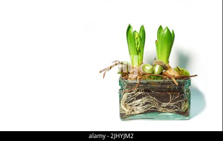 Kleine Sämlinge, die zu Blättern mit Knospen keimen. Ökosystem des Pflanzenlebens, das sich entwickelt und wächst. Nahaufnahme von grünen Krokus flavus Blume mit Wurzeln und Stockfoto