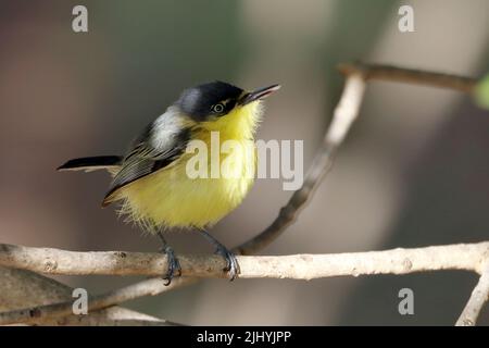 Gewöhnlicher Tody-Flycatcher (Todirostrum cinereum), der auf einem Ast auf dunklem Hintergrund thront. Stockfoto