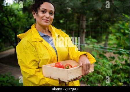 Erfolgreicher Landwirt trägt eine Holzkiste mit einer frisch geernteten Sommerernte aus reifen Bio-Tomaten, die auf einer Öko-Farm angebaut werden Stockfoto