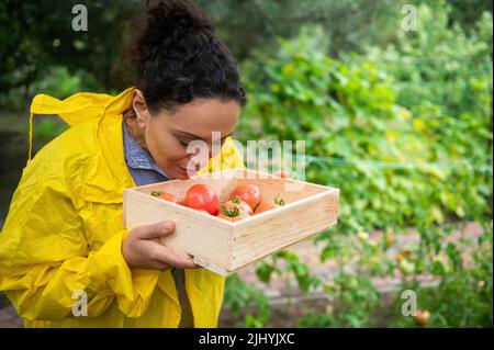 Schöne Gärtnerin riecht eine frisch geerntete Ernte von reifen Bio-Tomaten, die in ihrem eigenen Gemüsegarten angebaut werden Stockfoto