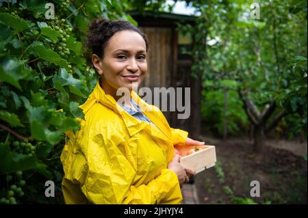 Hübsche Bauerngärtnerin, in gelbem Regenmantel, lächelt und trägt eine Holzkiste mit geerntetem Bio-Gemüse Stockfoto
