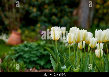 Beautiful white tulips growing in a landscaped garden in early summer. Closeup view of flowers blooming in spring in nature. Natural white flowering Stockfoto