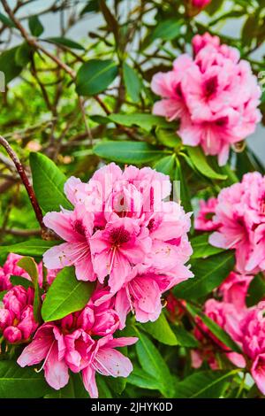 Leuchtend rosa Blüten, die im Frühling auf dem Busch blühen Stockfoto