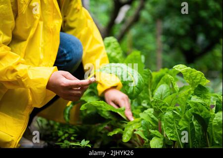 Eigenproduktion. Ökologischer Landbau. Nahaufnahme einer Farmerin, die in ihrem Bio-Gemüsegarten Schweizer Mangold-Blätter erntet Stockfoto