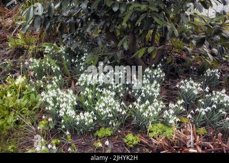 Galanthus woronowii wächst in ihrem natürlichen Lebensraum in einem dichten Wald. Grün oder Woronows Schneeglöt Knospen und Blüte in den Wäldern. Pflanzenarten Stockfoto