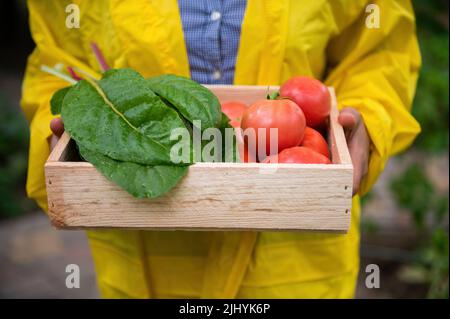 Nahaufnahme eines Bauern, der eine Holzkiste mit geerntetem Schweizer Mangold und reifen saftigen Tomaten hält. Gemüselieferung Stockfoto