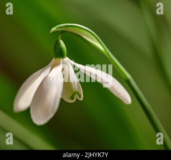 Nahaufnahme der weißen gewöhnlichen Schneeglöpfenblume, die vor dem Hintergrund des grünen Kopierraums in einem abgelegenen Feld wächst. Detail von galanthus nivalis blühend, blühend Stockfoto