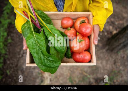 Draufsicht. Ein agronomistischer Landwirt überreicht in einer Öko-Farm eine Holzkiste mit geerntetem Schweizer Mangold und reifen Tomaten Stockfoto