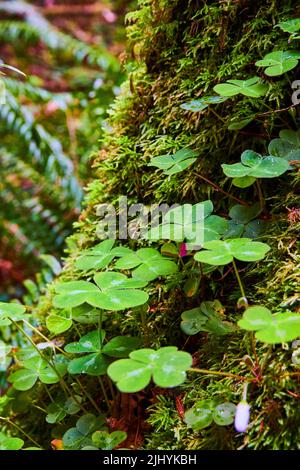 Vertikal von Kleeblätter aus der Nähe auf moosigen Baumstamm Stockfoto