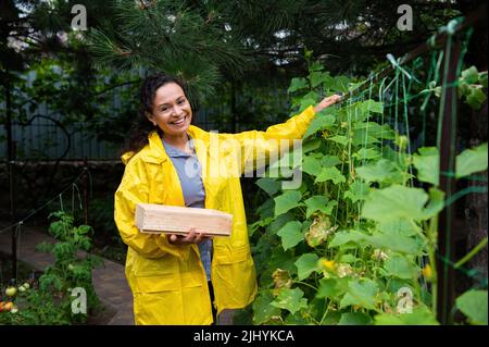 Erfolgreiche Frau agribusiness Inhaberin, hält eine hölzerne Kiste für die Ernte, in der Nähe einer wachsenden Gurkenpflanze stehen Stockfoto
