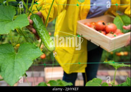 Landwirt in gelbem Mantel, hält Holzkiste mit geerntetem Bio-Gemüse und Ernte reife Gurken in Bio-Öko-Farm Stockfoto