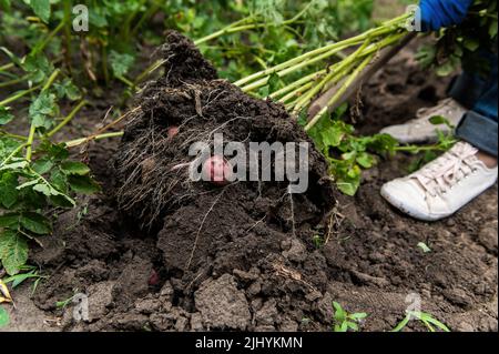 Nahaufnahme eines Bauern, der im Garten junge Kartoffeln gräbt. Anbau von umweltfreundlichem Gemüse in Bio-Bauernhof. Stockfoto
