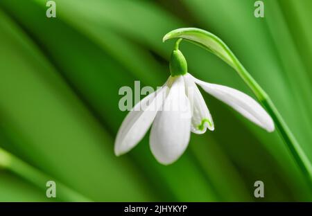 Nahaufnahme von reinem weißen Schneeglöckchen oder galanthus Blume, die vor einem grünen Kopierraum-Hintergrund blüht. Bauchige, mehrjährige und krautige Pflanze aus dem Stockfoto