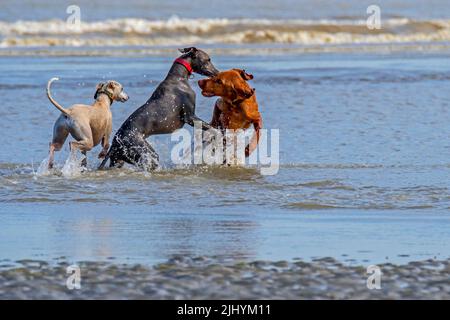 Zwei Windhunde und Vizsla Hund spielen im seichten Wasser am Strand entlang der Nordseeküste Stockfoto