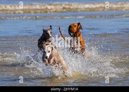 Zwei Windhunde und Vizsla-Hund jagen sich im seichten Wasser am Strand entlang der Nordseeküste Stockfoto