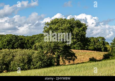 Ein ländlicher Sussex-Blick über Ackerland im Sommer Stockfoto