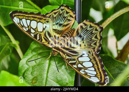 Ganz in der Nähe von Brown Clipper Schmetterling auf Gartenpflanze Stockfoto