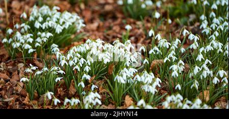 Nahaufnahme von weißen Schneeglöckchen, die in einem grünen Garten in friedlicher Harmonie mit der Natur wachsen. Zoomen Sie auf saisonale Blumen auf einem Feld oder einer Wiese. Makrodetails Stockfoto