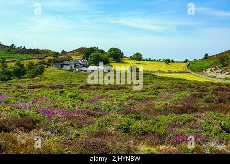 Violette Heidekraut und sonniges Sommerwetter an der Küste von Nordwales, nahe Llandudno und Rhyl, Sychnant Pass Stockfoto