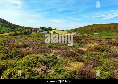 Violette Heidekraut und sonniges Sommerwetter an der Küste von Nordwales, nahe Llandudno und Rhyl, Sychnant Pass Stockfoto