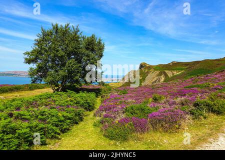 Violette Heidekraut und sonniges Sommerwetter an der Küste von Nordwales, nahe Llandudno und Rhyl, Sychnant Pass Stockfoto