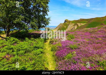 Violette Heidekraut und sonniges Sommerwetter an der Küste von Nordwales, nahe Llandudno und Rhyl, Sychnant Pass Stockfoto