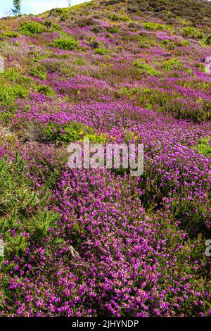 Violette Heidekraut und sonniges Sommerwetter an der Küste von Nordwales, nahe Llandudno und Rhyl, Sychnant Pass Stockfoto