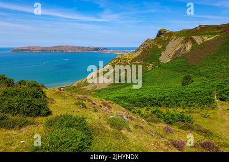 Violette Heidekraut und sonniges Sommerwetter an der Küste von Nordwales, in der Nähe von Llandudno und Rhyl Stockfoto