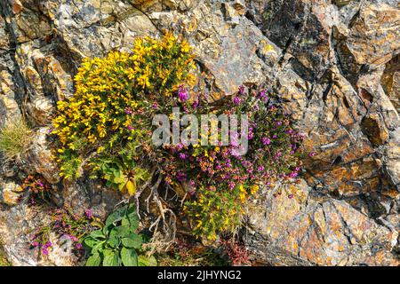Violette Heidekraut und sonniges Sommerwetter an der Küste von Nordwales, nahe Llandudno und Rhyl, Sychnant Pass Stockfoto