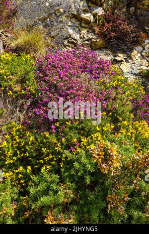 Violette Heidekraut und sonniges Sommerwetter an der Küste von Nordwales, nahe Llandudno und Rhyl, Sychnant Pass Stockfoto