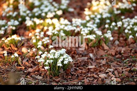 Kleine weiße Blüten wachsen im Sommer im Garten. Im Frühling wurden auf einem Blumenbeet auf einem Rasen kleine Schneeglöckchen gepflanzt. Galanthus nivalis blühende Pflanzen Stockfoto