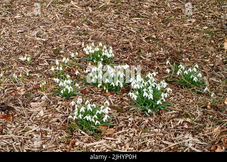 Nahaufnahme von weißen Schneeglöckchen, die in einem ruhigen Wald wachsen. Zoomen Sie auf saisonale Blumen, die auf einem Feld oder Garten wachsen. Makrodetails, Textur und Natur Stockfoto
