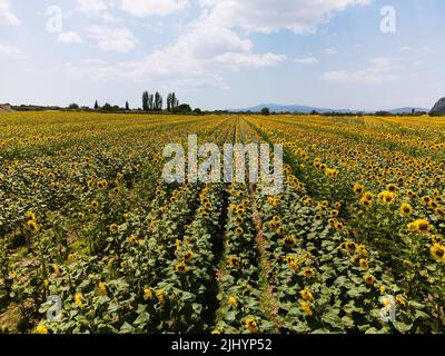 Luftaufnahme der Sonnenblumenfelder. Foto aufgenommen mit einer Drohne. Stockfoto
