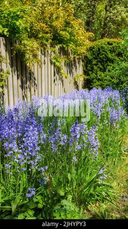 Bluebell blüht im Sommer an einem Zaun im Garten im Hinterhof. Scilla siberica blühende Pflanzen, die auf einem Blumenbeet inmitten von Grün blühen Stockfoto