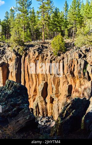 Blick über einen kleinen Canyon mit welligen goldenen Felsen und Kiefern Stockfoto