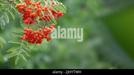 Rowan auf einem Zweig. Sorbus Heilpflanze, ein Strauß Beere auf einem Ast, Foto auf einem verschwommenen Hintergrund. Stockfoto