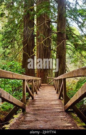 Holzbrücke mit Redwood-Bäumen, die durch den Pfad wachsen Stockfoto